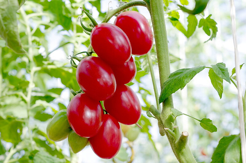 Партнер Томат МОНЕ F1 ^(10шт) 2-ной пак, изображение 3