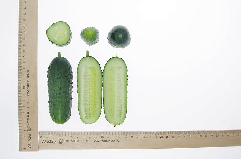 Партнер Огурец АНТИСИПАТОР F1 ^(5шт), изображение 4